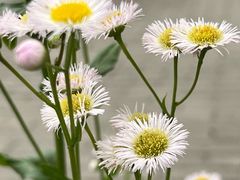 -CoCo都可(新我格广场店)