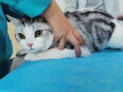 -喜多萌中农锦绣动物医院24H·猫科·牙科MRI·CT