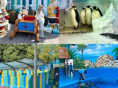 -海合安成都极地海洋公园