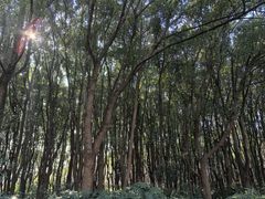 -昆山城市生态森林公园