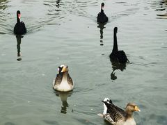 -溱湖国家湿地公园