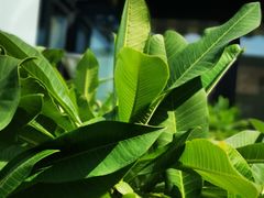 -素心小筑(后沙裕镇店)