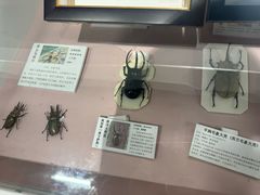 -上海大自然野生昆虫馆(东方明珠·爬宠昆虫探索中心)