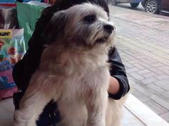 -A猫a狗全科·犬猫异宠·芥西宠物医院(南开总院)