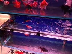 -山东柏宁水族批发广场