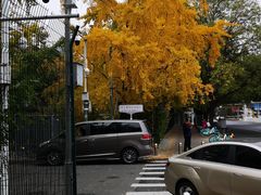 -三里屯东五街银杏大道