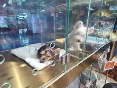 -FAELING PETS美天灵宠物(富力广场店)