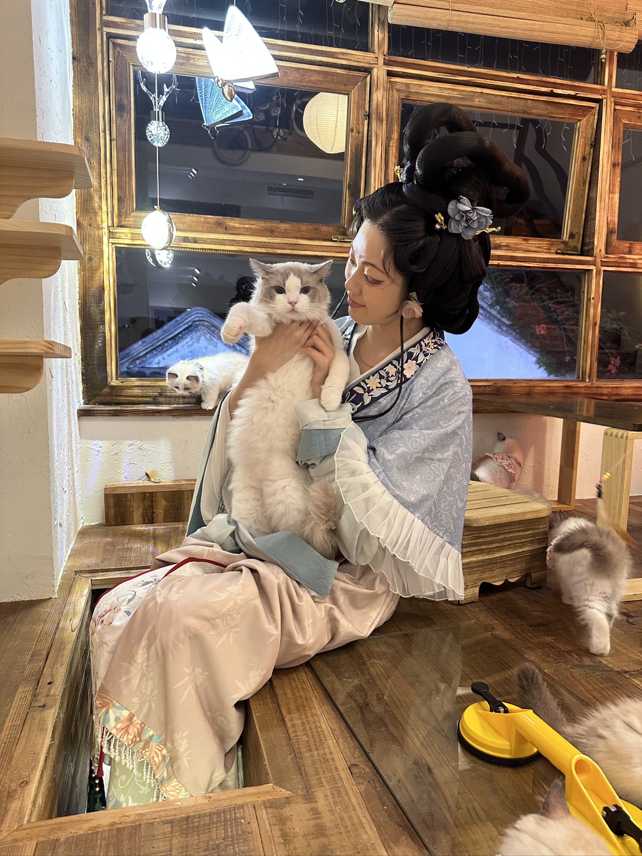 平江路上汉服小姐姐美女如云,布偶猫咖里的布偶猫最符合小姐姐们温柔