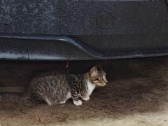 -光明刘冰乳鸽店(光明法政北路店)