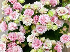 -双季花艺园艺市场(浦东店)