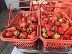 -大自然农场蔬菜草莓采摘园