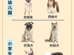 -翊宠yipet猫狗购宠庄园犬舍•猫舍