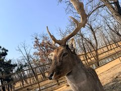 -秦皇岛野生动物园