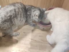 -屋虎猫馆(宝安大仟里店)