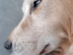 -贝利宠物医院·骨科·眼科·肿瘤转诊中心(南坪诊疗中心)