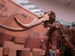 -陕西自然博物馆