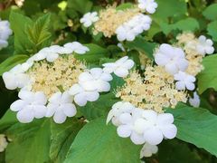 -武清南湖绿博园