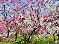 -杭州半山国家森林公园