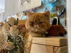 -平行世界·猫咖(首经贸店)