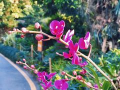 -深圳市中科院仙湖植物园