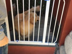 -百好乐宠物友好餐厅(朝外大街店)