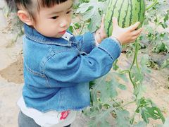 -庞各庄西瓜蔬菜采摘园·锦华瓜园