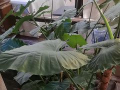 -顺峰·粤菜海鲜·早茶自助(阜成店)