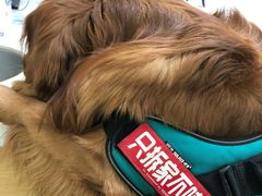 -美联众合动物医院·24h京西诊疗中心