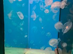 -蓬莱欧乐堡海洋极地世界