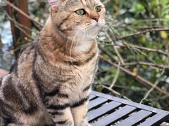 -喵屿·大理花园猫咖