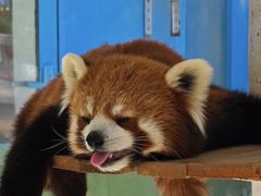 -栾川竹海野生动物园