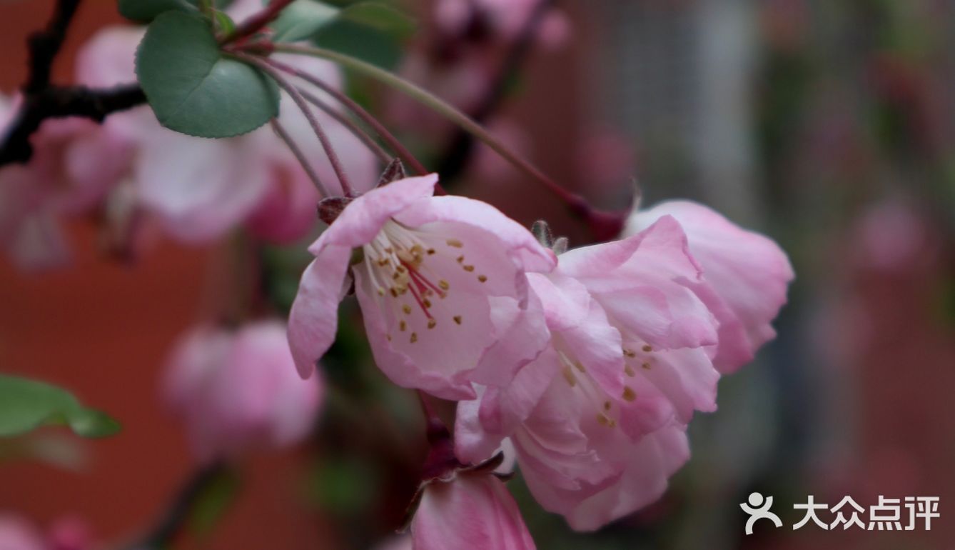 武汉踏青处｜聊赠一枝春