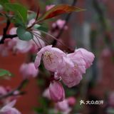 武汉踏青处｜聊赠一枝春