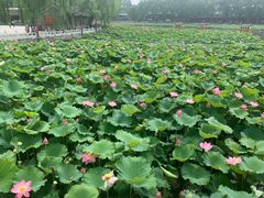 -紫光园·烤鸭·北京菜(劲松店)