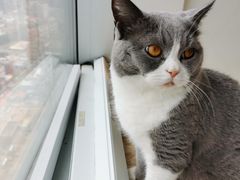 -Catmate·猫肥家润(金润铂宫店)