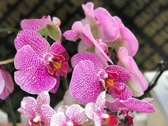 -石家庄市植物园