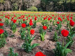 -上海共青森林公园