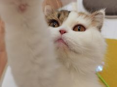 -COLOR PETS 撸猫馆·购猫·猫咖(长风大悦城店)