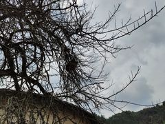 -福建土楼(南靖)景区