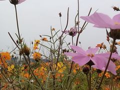 -洋湖国家湿地公园