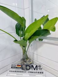 -白月光皮肤管理·德国LDM