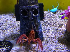 -芜湖新华联大白鲸海洋公园