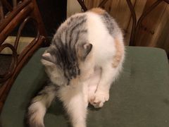 -猫色咖啡·猫咖