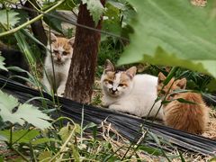 -庞各庄翠芳园西瓜蔬菜基地采摘园