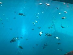-瑞德姆美人鱼海底演艺主题餐厅(亚龙湾店)