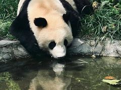 -卧龙中华大熊猫苑神树坪基地