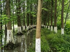 -桤木河湿地公园