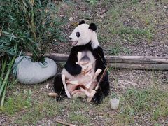 -成都大熊猫繁育研究基地