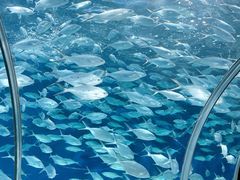 -上海海洋水族馆