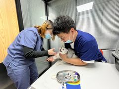 -伟伟宠物医院·CT影像中心·瑞派犬猫综合性门诊(汉口总院)